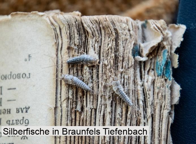 Silberfische in Braunfels Tiefenbach